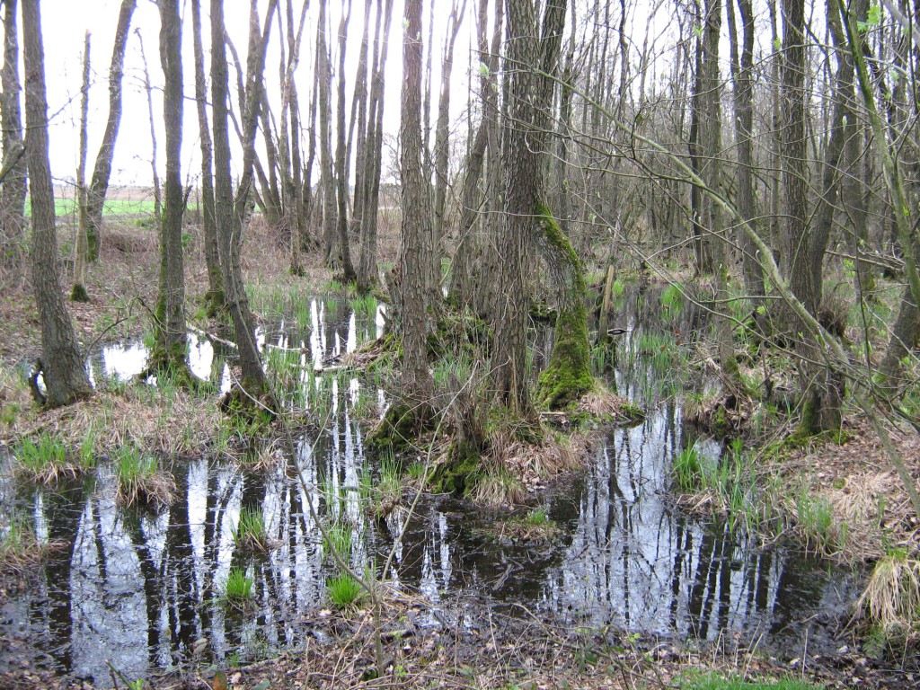 Schwarzerlenauwald in Wachtendonk