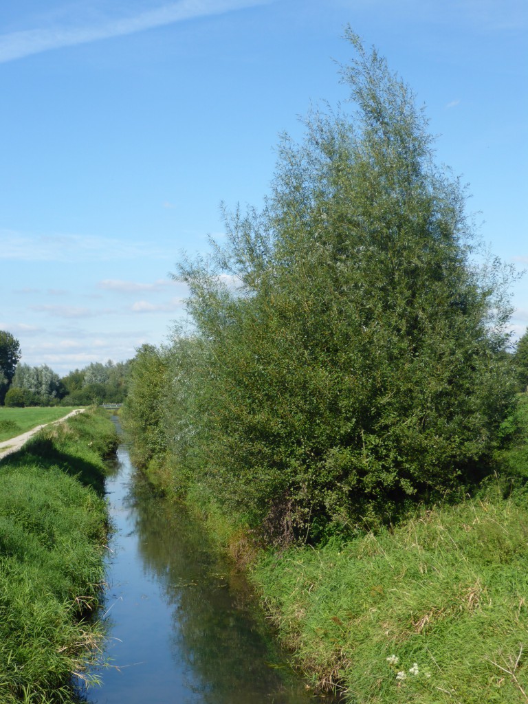 Die Maßnahmefläche im Sommer 2015