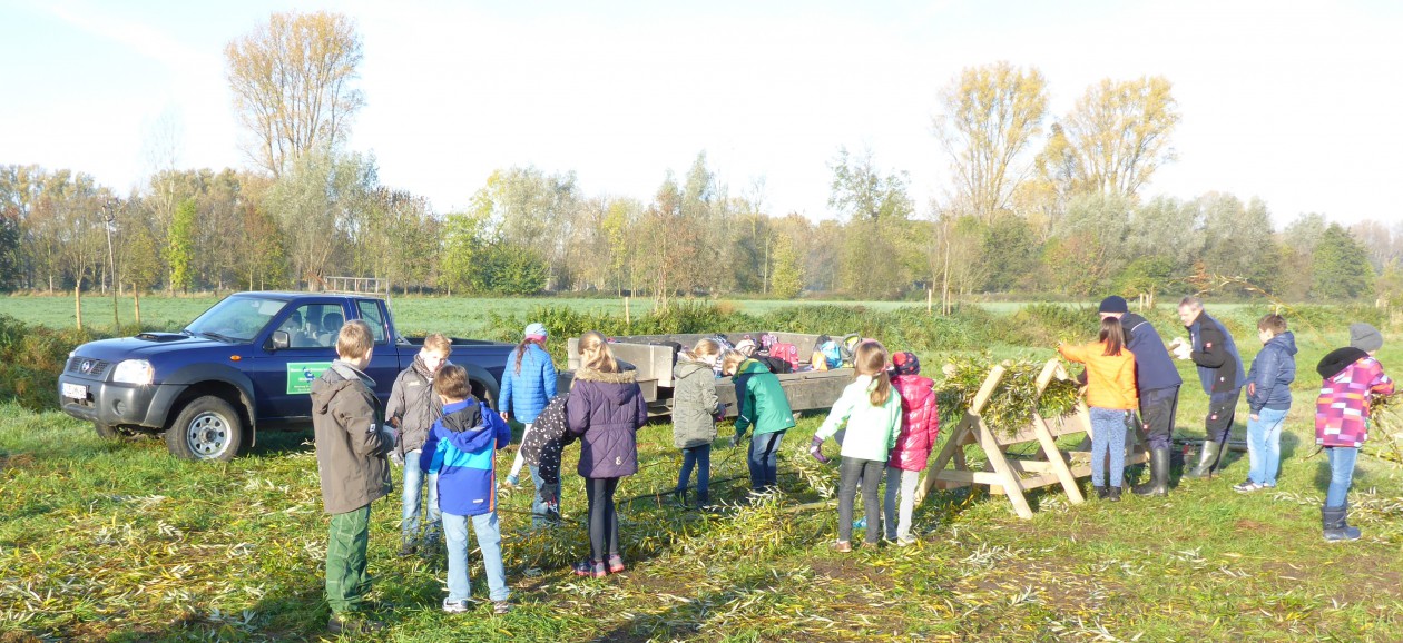 02.11.2015: Kopfweidenpatenschaft in Grefrath-Oedt