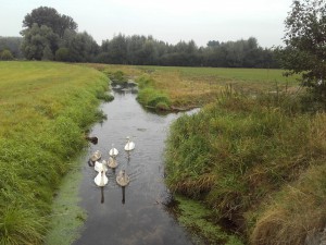 Schwanenfamilie auf den Zweigkanal