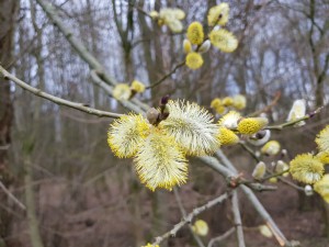 Weidenkätzen als Nahrungsquelle für Bienen und andere Insekten