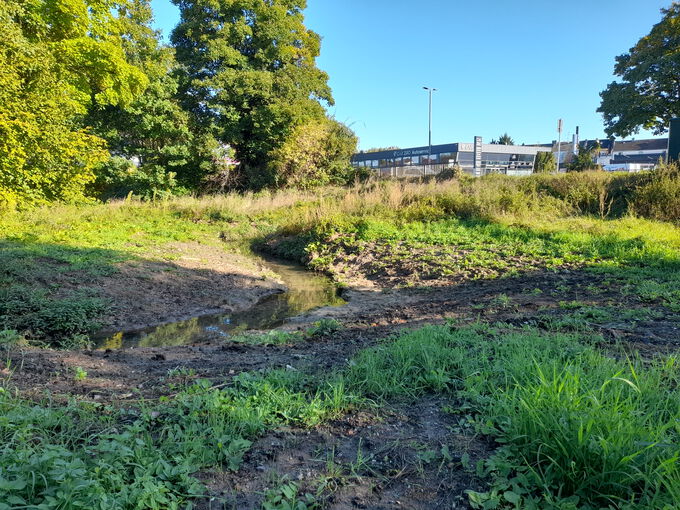 Naturnah umgestalteter Abschnitt des Hammer Bachs an der Bachstraße mit flachen Uferbereichen und begrünten Flächen.