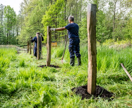 Zwei Mitarbeiter des Wasser- und Bodenverbands setzen eine Reihe von Holzpfählen auf einer Grünfläche.