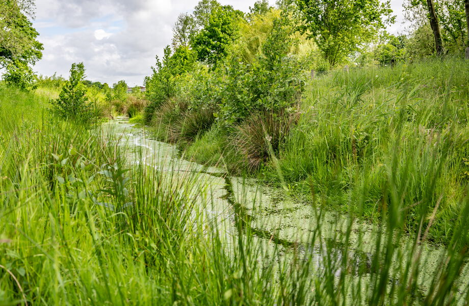 Schmaler Gewässerlauf mit dichter Ufervegetation und bewachsener Wasseroberfläche.