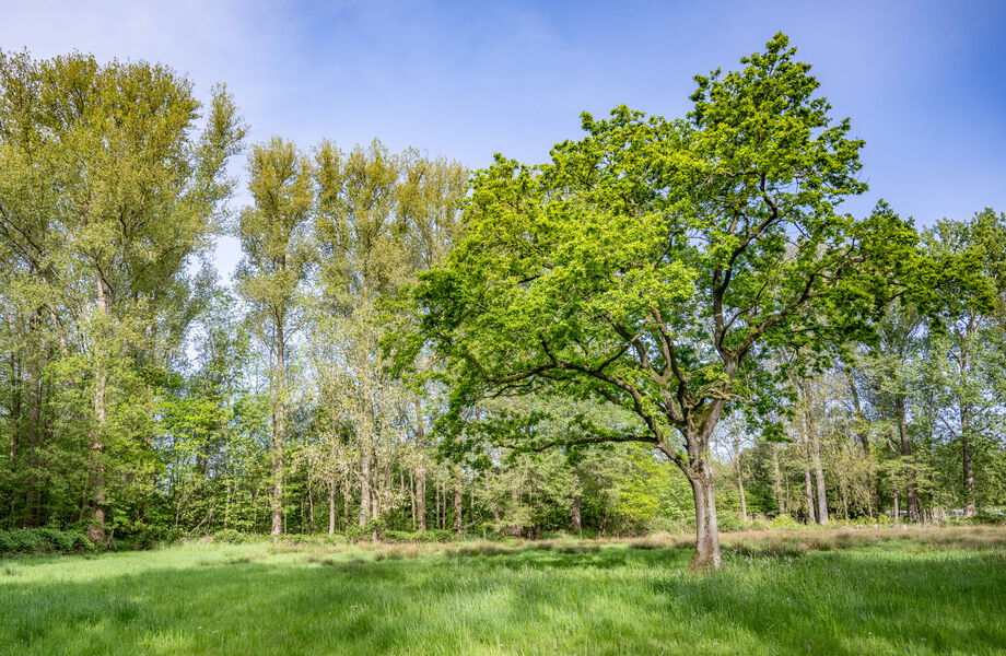 Großer Laubbaum auf einer Grünfläche am Waldrand.